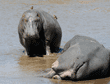 standing and lying down adult hippopotamuses
