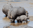 standing baby and adult hippopotamuses