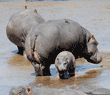 standing hippopotamus calf and cows