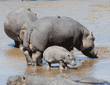 hippopotamus calf and cows standing in river