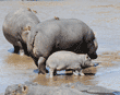 hippopotamus mother and baby walking in river