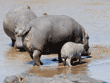 hippopotamus cow and her calf walking in river
