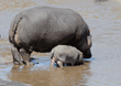 hippopotamus mother and baby preparing to submerge