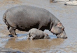 hippopotamus cow and her calf starting to go under water