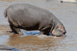 hippopotamus mom and baby going under water