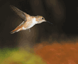 Allen's hummingbird