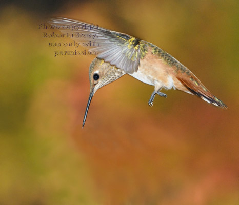 Allen's hummingbird