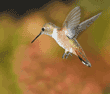 Allen's hummingbird