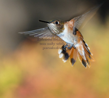 Allen's hummingbird