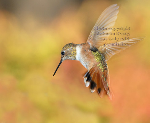 Allen's hummingbird