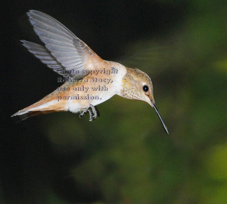 Allen's hummingbird