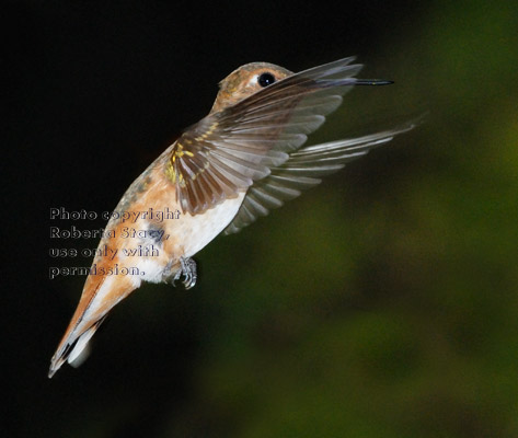 Allen's hummingbird