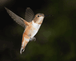 Allen's hummingbird