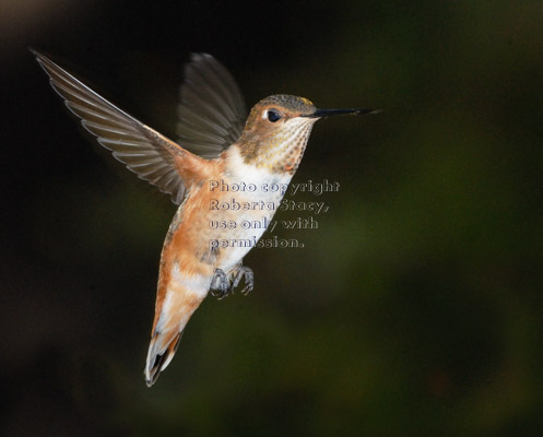 Allen's hummingbird