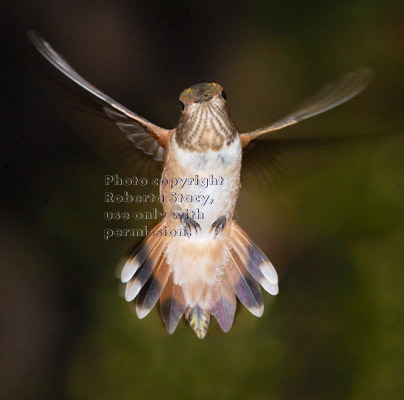 Allen's hummingbird