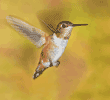 Allen's hummingbird