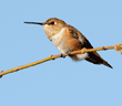 Allen's hummingbird perched on tree branch