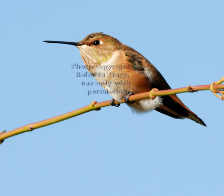 Allen's hummingbird perched on tree branch