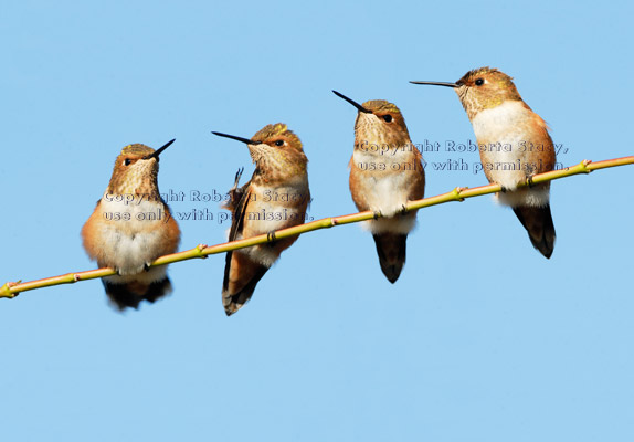 Allen's hummingbirds perched on tree branch