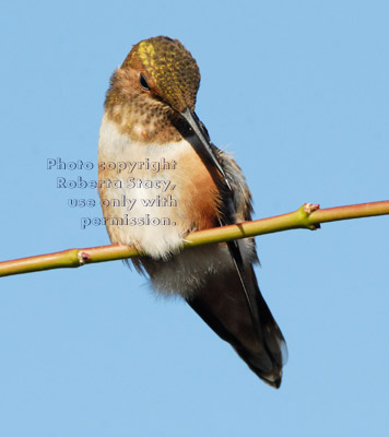 Allen's hummingbird perched on tree branch