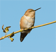 Allen's hummingbird on tree branch with eyes closed