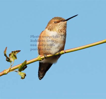 Allen's hummingbird on tree branch with eyes closed