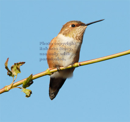 Allen's hummingbird on tree branch with eyes open