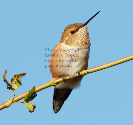 Allen's hummingbird perched on tree branch