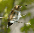 Allen#s hummingbird on tree branch