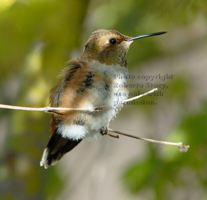 Allen#s hummingbird on tree branch