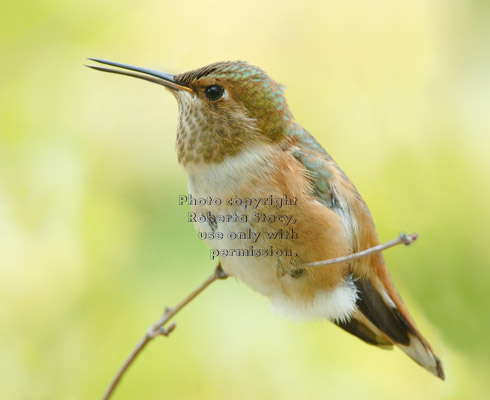 Allen's hummingbird on branch of tree