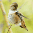 Allen's hummingbird preening on branch of tree