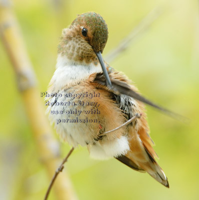 Allen's hummingbird preening on branch of tree