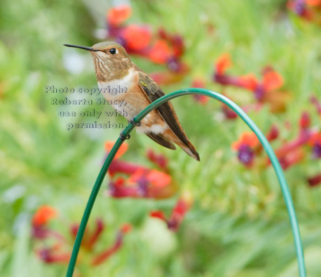 Allen's hummingbird, female or young male