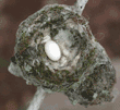 Anna's hummingbird nest with egg