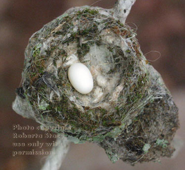 Anna's hummingbird nest with egg