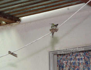 Anna's hummingbird on nest