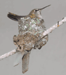Anna's hummingbird on nest