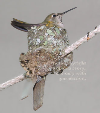 Anna's hummingbird on nest