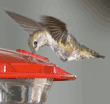 female Anna's hummingbird at feeder