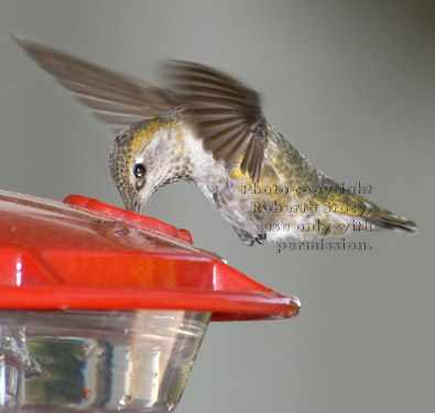 female Anna's hummingbird at feeder