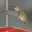 Anna's hummingbird, female
