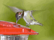 male Anna's hummingbird at feeder
