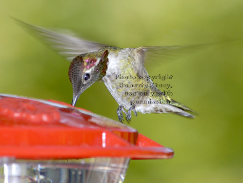 male Anna's hummingbird at feeder