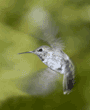 Anna's hummingbird, female