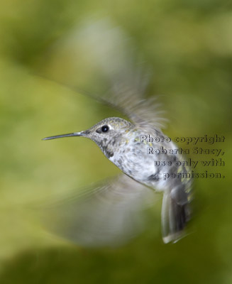 Anna's hummingbird, female