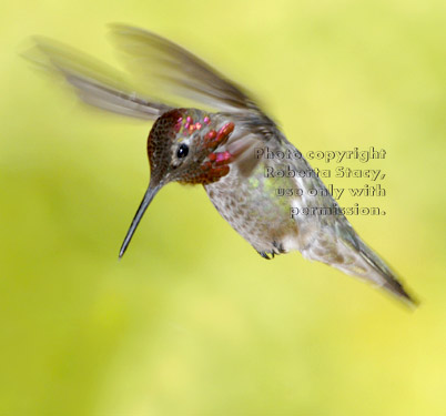 male Anna's hummingbird