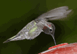 male Anna's hummingbird at feeder
