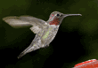 male Anna's hummingbird, with tongue showing