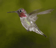 Anna's hummingbird, male